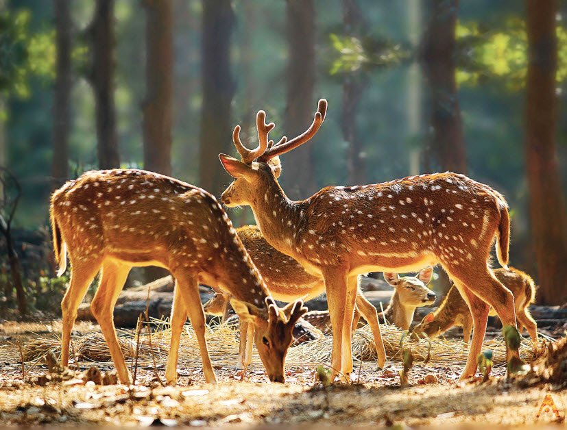 Gautam Buddha Wildlife Sanctuary, Gaya, Bihar - Vushii.com Gautam Buddha Wildlife Sanctuary, Gaya, Bihar - Vushii.com